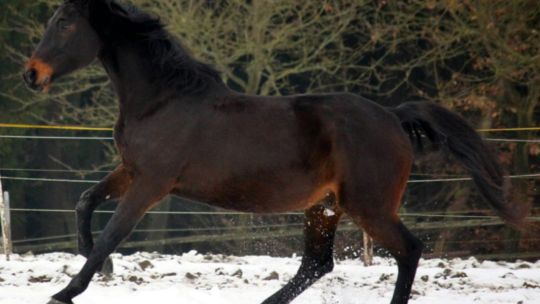 CAV Rassen die Leser reiten Leserfotos Sabrina Eckel