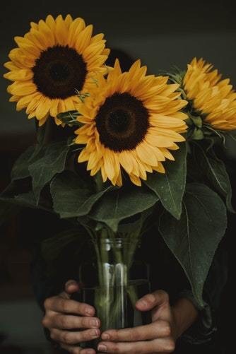 Cute Aesthetic Wallpapers Sunflower Wallpapershit