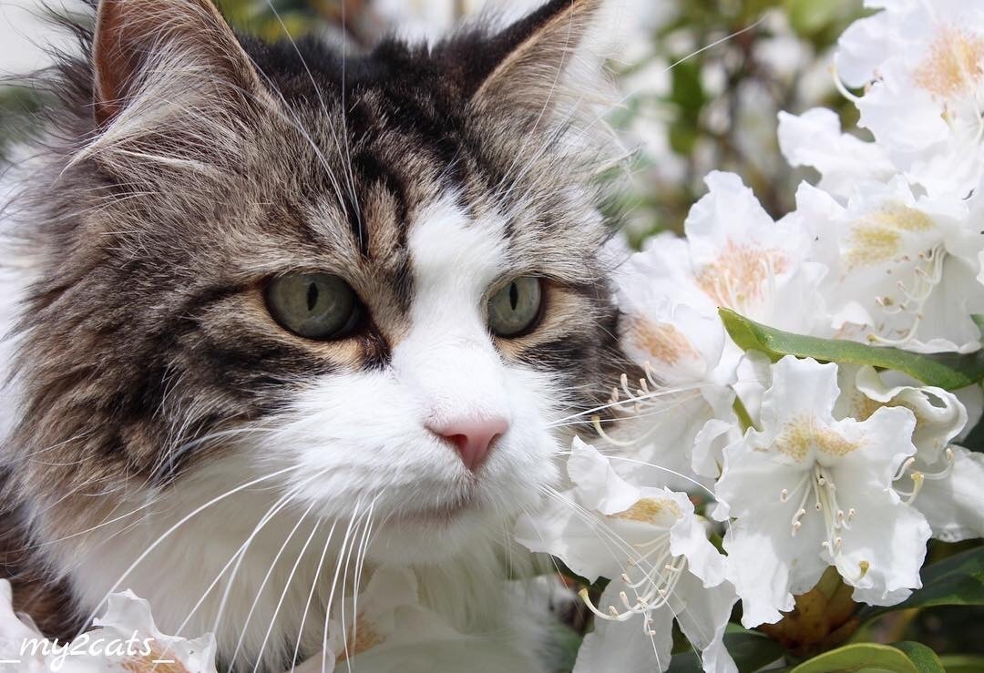 #cat from Animals are Friends