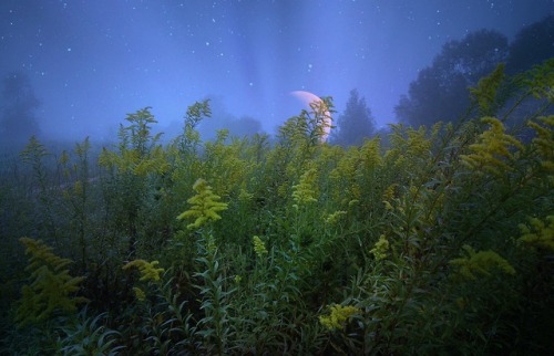 thetwilightgarden:moon and goldenrod by Molly...