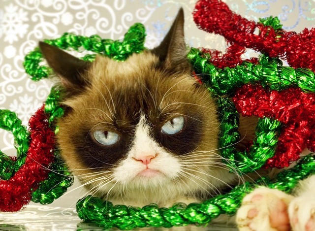 The Official Grumpy Cat's Tumblr