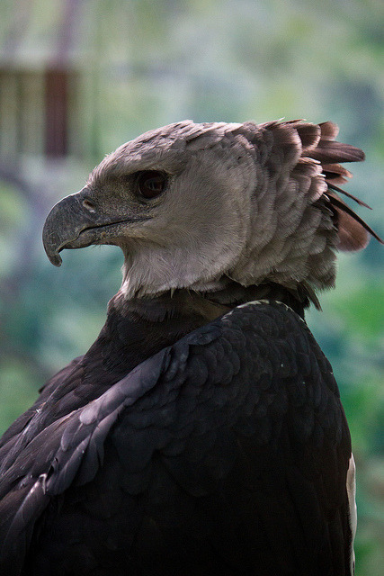 peaceful eyes - jaws-and-claws: Harpy Eagle (Harpia harpyja) by...