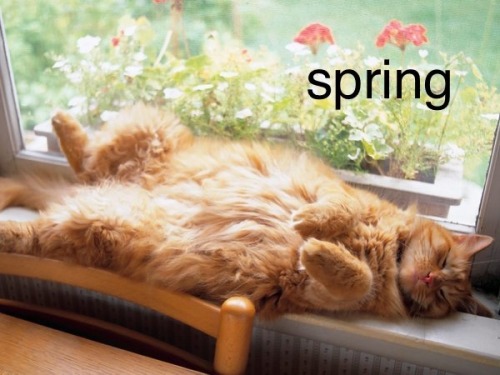 catsuggest:moods for all four seasons