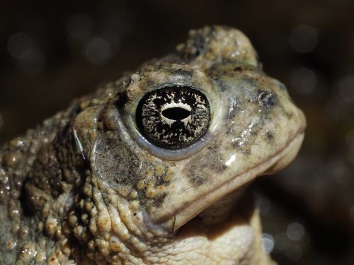 toadschooled
