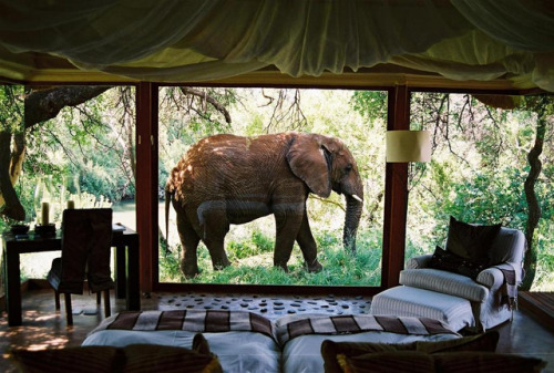 weheartit nature animals elephant view