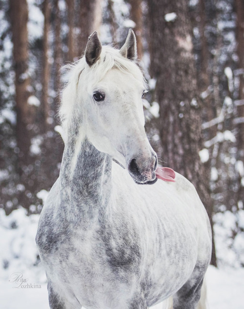 orlovtrotter:Orlov Trotter stallion Omul’ (”Cisco”)By: Rita...