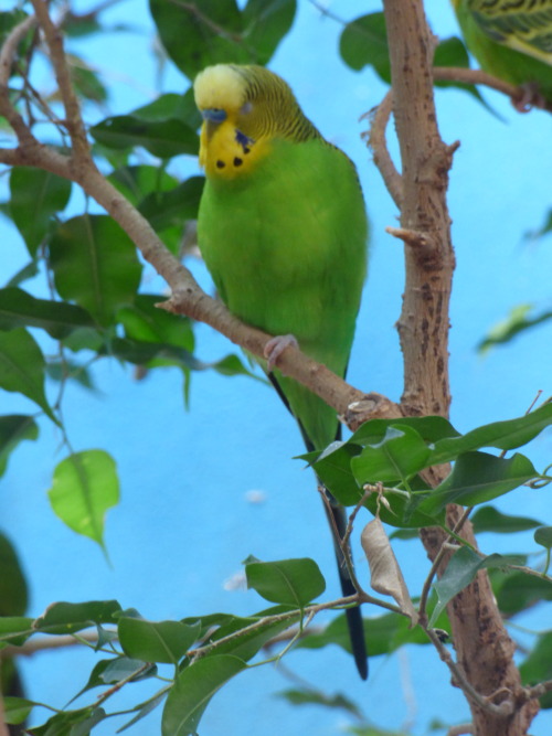 kooris-photos