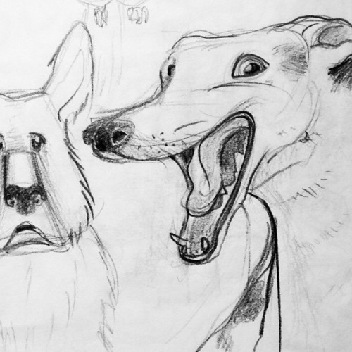 #dog #sketch