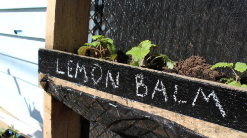 brilliantbotany:This is a wooden pallet, turned into a vertical...