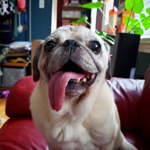 bahhumpug:Happy baby senior girl! #sunsbuns #pugtongue...