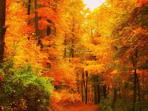 radivs: Colors of Autumn 1 | 2 | 3 | 4 | 5 by... - Flotsam & Jetsam