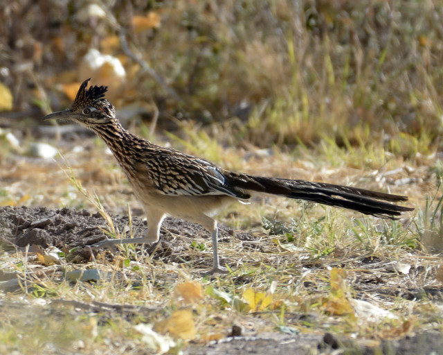 Roadrunner Hunting Poses. Greater Roadrunner - Fat Chance