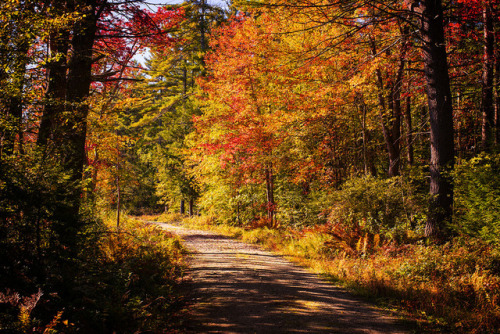 gbiechele:Autumn TrailMinolta MD 50mm f/1.2 lens on Sony A7.