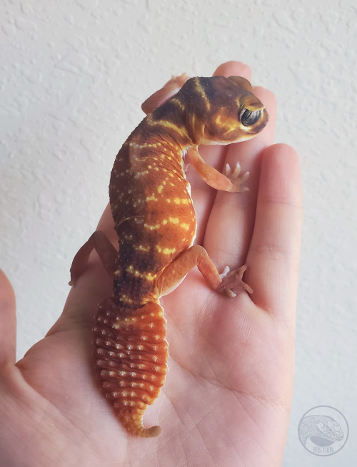 tokays