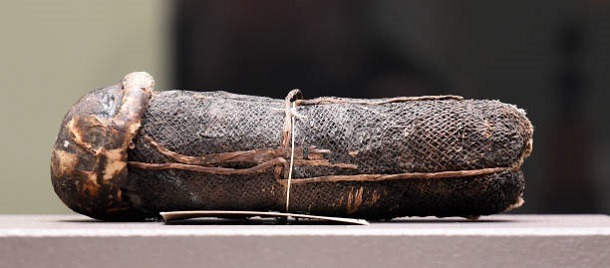 Mummified phallus covered in linenA mummified phallus covered in linen (presumably second half of the first millennium BC from Egypt) is on display as part of an exhibition on mummies from around the world at the ‘Roemer- und Pelizaeus-Museum’, a...