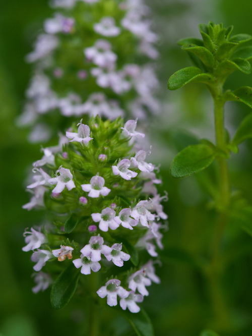 creeping thyme | Tumblr