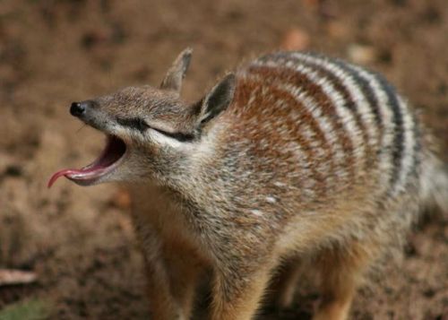 ainawgsd:NumbatThe numbat (Myrmecobius fasciatus), also known...