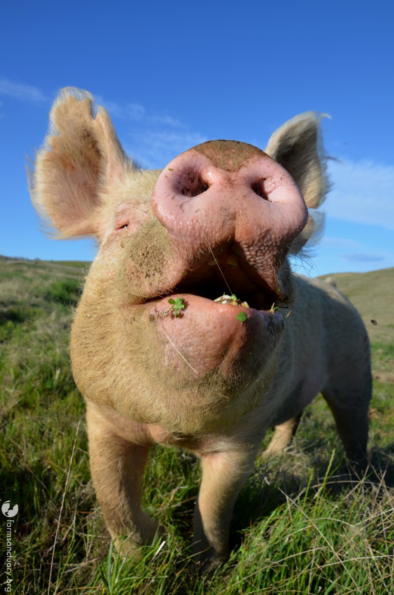 Animals of Farm Sanctuary — Rosa Pig: Former gestation sow ...