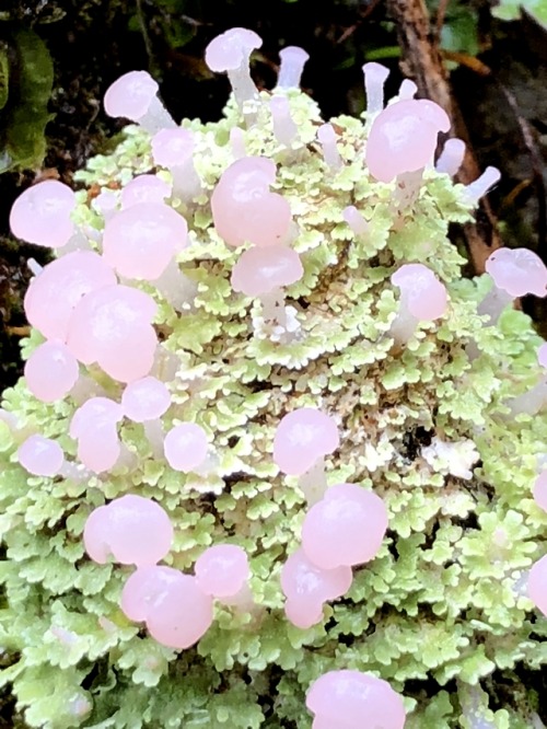 merismo:Various lichen, moss, and fungi from my trip to Panama...