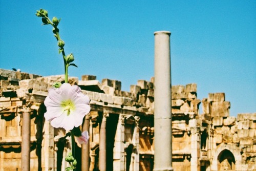 archaeheart:<i>the ruins at Ba`albek // Lebanon