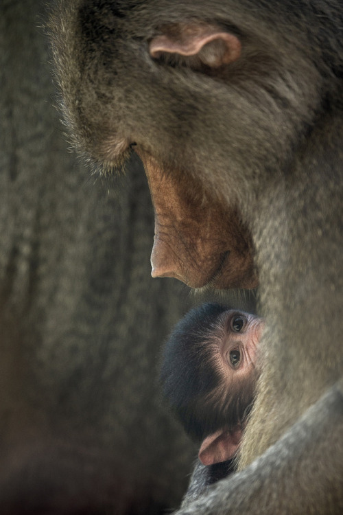 sdzoo:Mother-daughter Bonding Female Hamadryas baboons give...