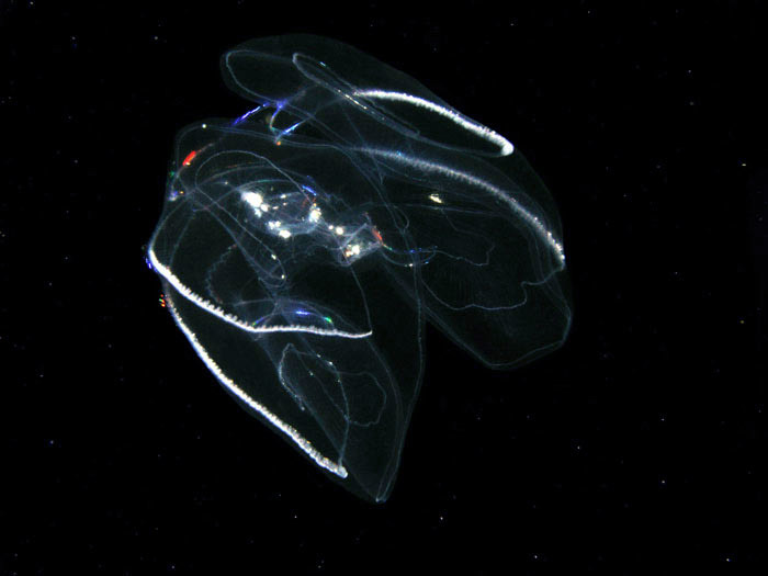 Ctenophores are commonly known as comb jellyfish,... | Aquatic Ambiance