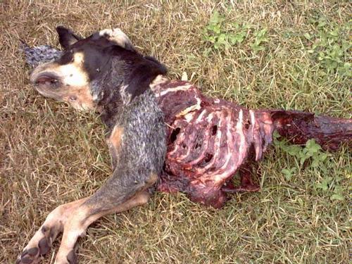 Natural Dog Food Wolf Natural Dog Food Wolf