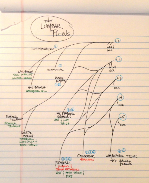 step gluconeogenesis first remembered of Effects can mnemonic cortisol BIG be by FIB: