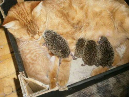 blackmorgan:Mama ginger kitty adopts four orphaned baby...