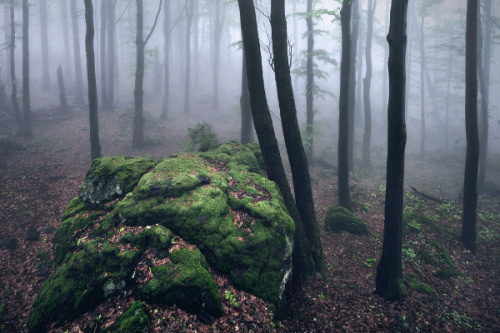 foxmouth:Brothers Grimm's Homeland, 2013 | Kilian Schönberger