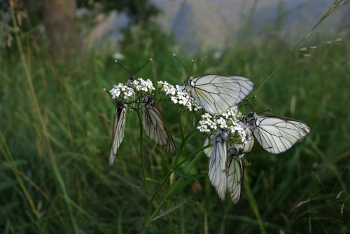 owls-n-elderberries:slaapkamer geaderde witjes by look to see on...