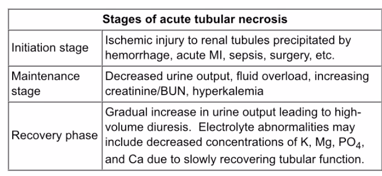 Usmle Notes - Stages Of Atn