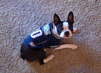 tom brady dog jersey