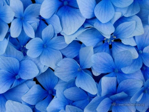Flores Azules Explore Tumblr Posts And Blogs Tumgir