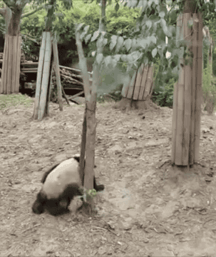 triste isso pandas