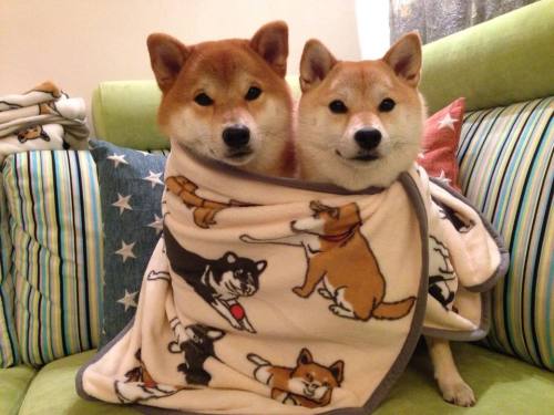 sasaq:SHIBA INU ZERO