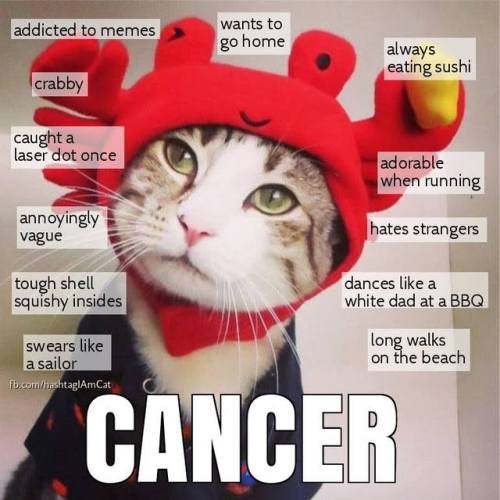 meowmeowkazoo:Cat horoscopes! :3