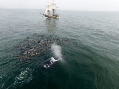 lady washington whale sea creatures tall ship and i can& 039;t tell if those brown things are seals or fish sorry ETA: according to user caterjunes they are in fact sea lions :)