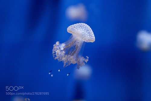 socialfoto:Little sea bubble by vincenzo72