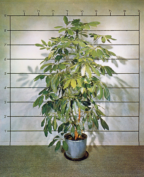 Mel BochnerMeasurement: Plant, 1969