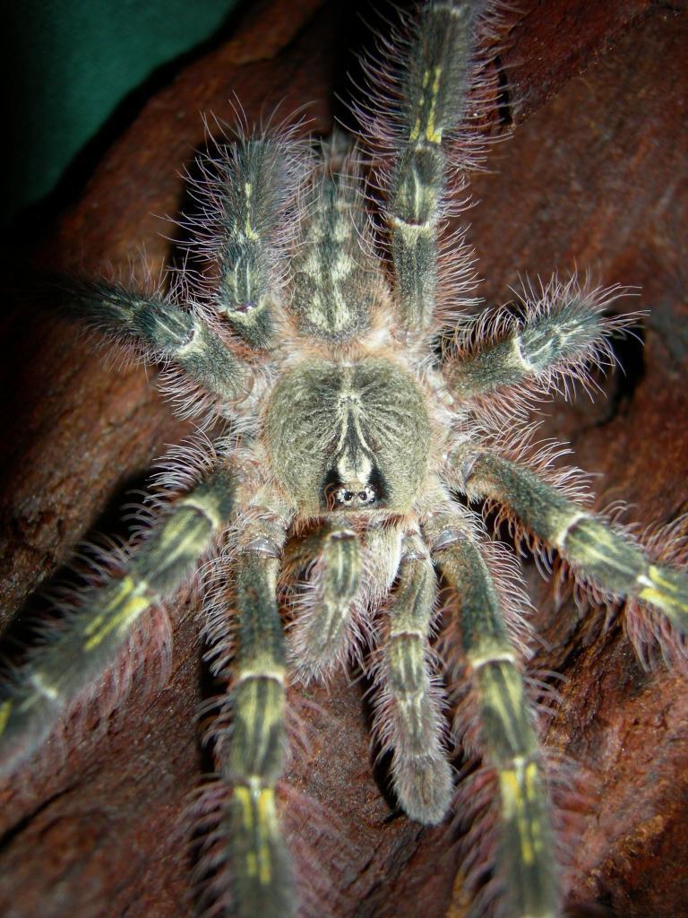 Tarantulas Are Cute Too — Mexican Pink Beauty (brachypelma Klaasi ...