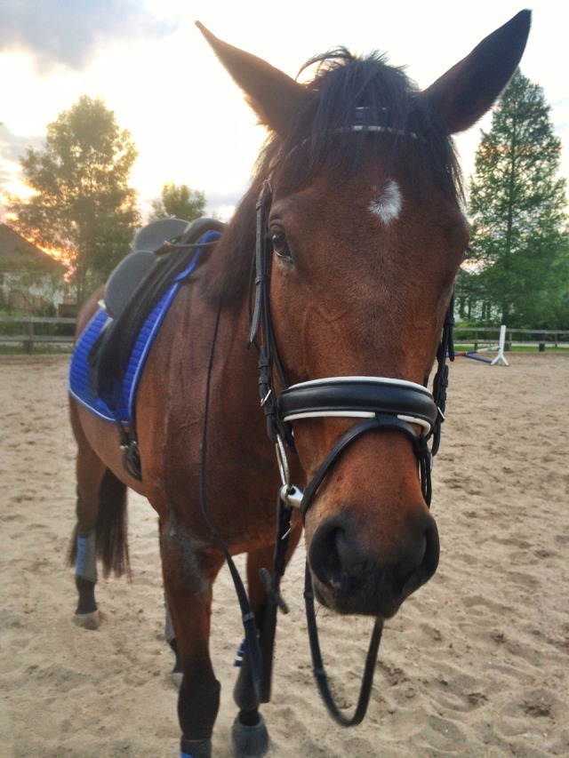 Riding — milessperhourr: My pony is the cutest pony. She...
