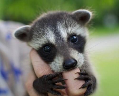 awwww-cute:Infant raccoon (Source: http://ift.tt/2tvaDm1)