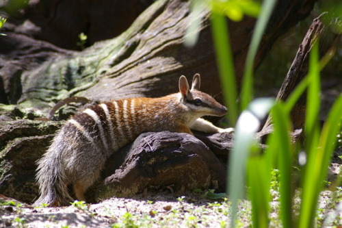 ainawgsd:NumbatThe numbat (Myrmecobius fasciatus), also known...