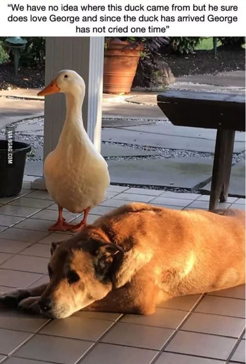 shadowkat678:galahadwilder:catchymemes:This dog was...