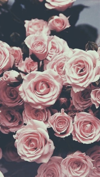 Cool Aesthetic Wallpaper Pink Roses Photos