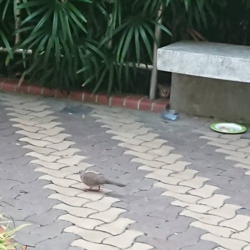 Hana eyeing the zebra dove in fascination...#cat #catslover...