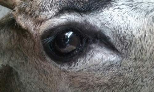 houndkin
