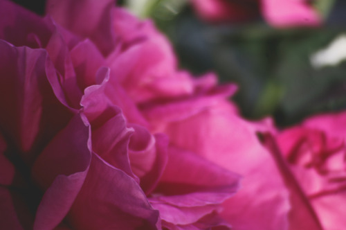 Pink Rose Petals