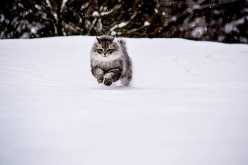 @cats in snow